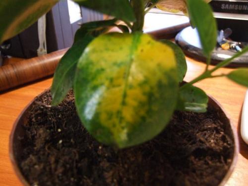 Дипладения чернеют листья. Почему у дипладении желтеют и опадают листья — что делать