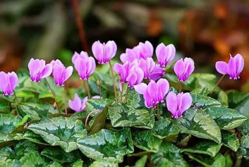 Цикламен плющелистный из клубня. Цикламен плющелистный