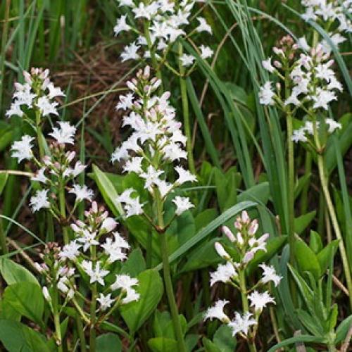 Вахта трехлистная выращивание. Ботаническая характеристика растения вахта трехлистная