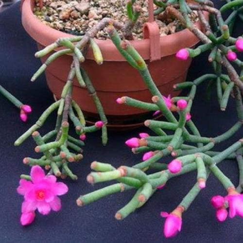 Хатиора розовая. Виды хатиоры и фото комнатного цветка в период цветения