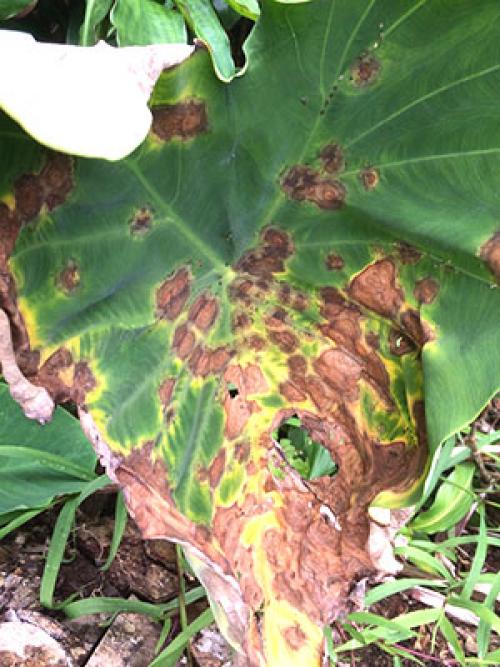Почему желтеют листья у Алоказии Полли. Причины появления различных пятен на листьях алоказии и как с этим бороться