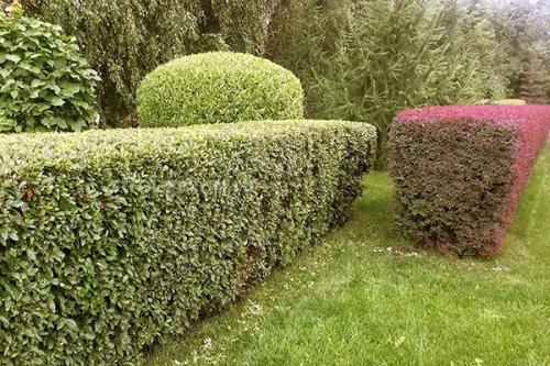 Пестролистные кустарники. Как вырастить дерен пестролистный на дачном участке