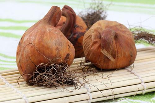 Лечебные свойства безвременника осеннего — когда яд становится лекарством для больных раком