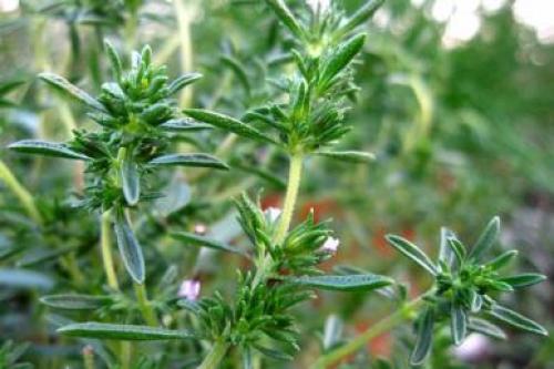 Чабер перечный аромат. 