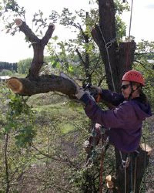 Санитарная обрезка дуба. Как обрезать дуб грамотно