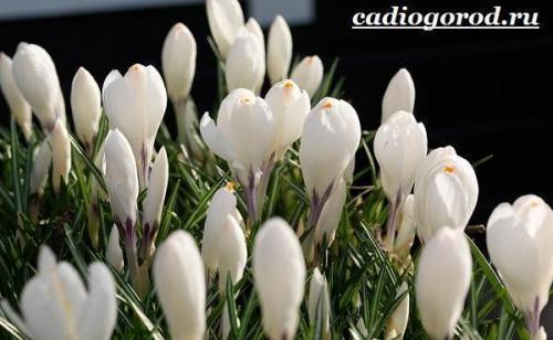 Крокус триколор уход. Крокус цветок. Выращивание крокуса. Уход за крокусом