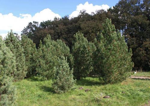 Посадка молодого кедра. Посадка кедра и уход за ним