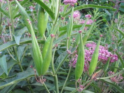 Ваточник – красивый многолетник и отличный медонос