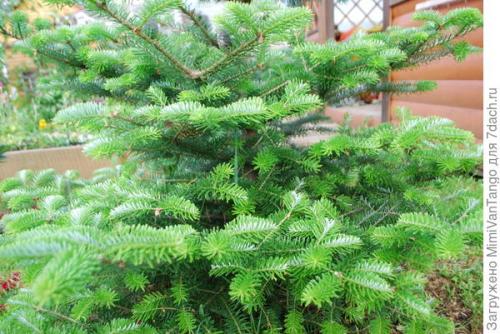 Ель с синими шишками. Пихта корейская - мой хвойный фаворит