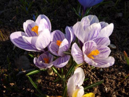 Крокусы и как они размножаются. Крокусы: выращивание и размножение