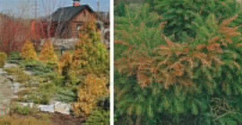 Почему желтеет кедр. Почему желтеет хвоя