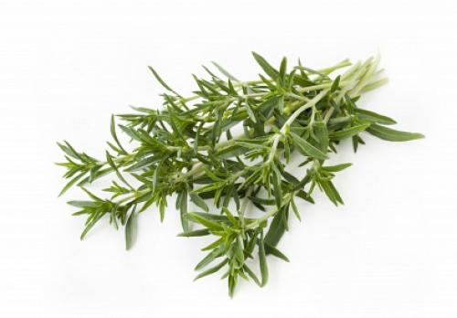 Чабер перечный аромат. 