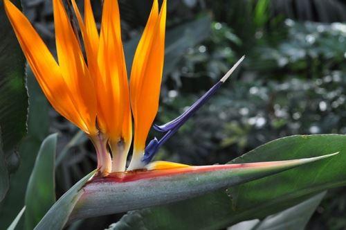 Экзотические садовые цветы. Экзотические растения в наших садах