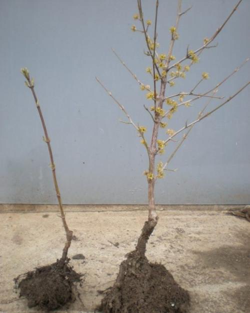 Кизил выращивание. Правила посадки и ухода за кизилом в открытом грунте