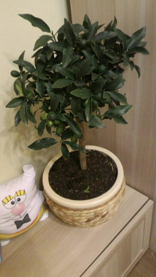 Кумкват сбрасывает листья. Опадает кумкват, помогите спасти!