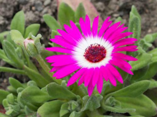 Хрустальная травка Аэлита Иней. Хрустальная травка - освежающий овощ