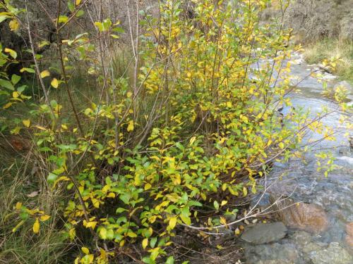 Верба пепельная. Ива пепельная: куст или дерево?