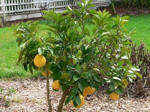 Самые Неприхотливые цитрусовые комнатные растения. Виды цитрусовых комнатных растений