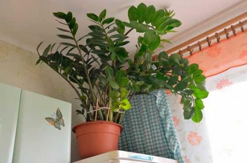 Замиокулькас сморщился стебель. Почему у замиокулькаса стебли опускаются вниз и что делать в этом случае?