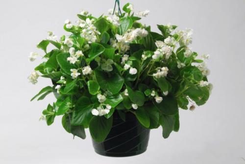 Бегония Вечноцветущая комнатная. Уход за бегонией вечноцветущей в домашних условиях