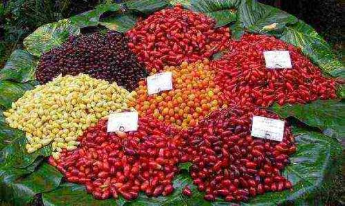 Кизил в Подмосковье. Характеристики кизила