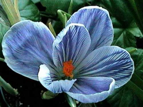 Выбор посадочного материала для крокусов в горшках