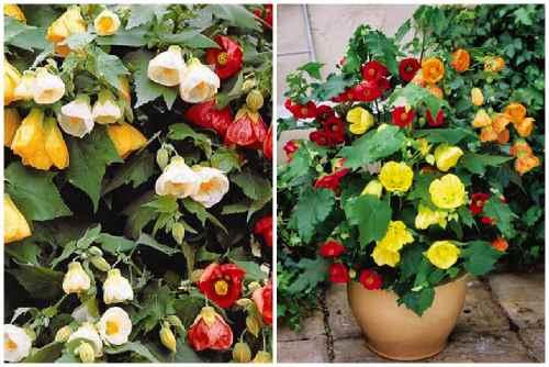 Абутилон: виды растения, правила выращивания и ухода