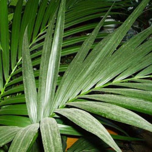 Ховея (кентия) Howeia