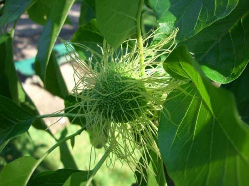 Маклюра в косметологии. Настойка