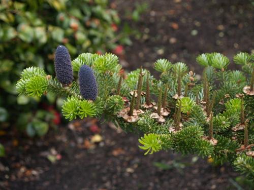 Пихта благородная. Ботаническое описание