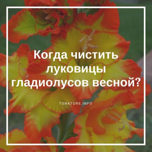 Когда очищать гладиолусы. Как чистить луковицы гладиолусов весной?