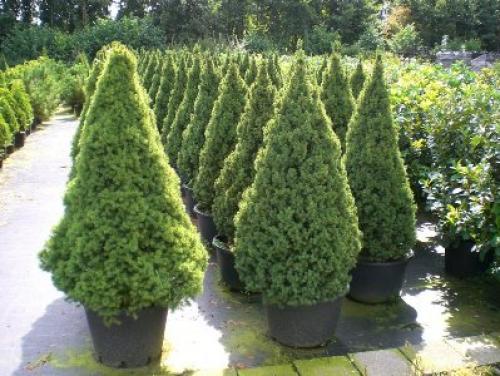 Почему желтеет кедр. Почему желтеет хвоя