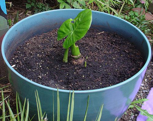 Почему желтеют листья у Алоказии Полли. Причины появления различных пятен на листьях алоказии и как с этим бороться