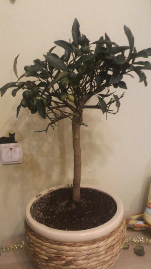 Кумкват сбрасывает листья. Опадает кумкват, помогите спасти!