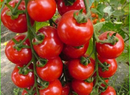 Томат Рамзай. 7 лучших гибридов томатов от компании Ильинична