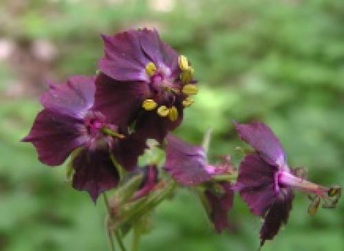 Описание: Герань красно-бурая