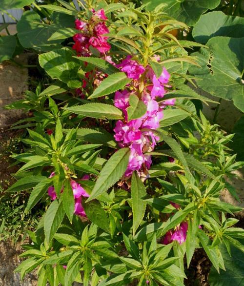 Бальзамин Уоллера сорта. Бальзамин садовый (Impatiens balsamina)