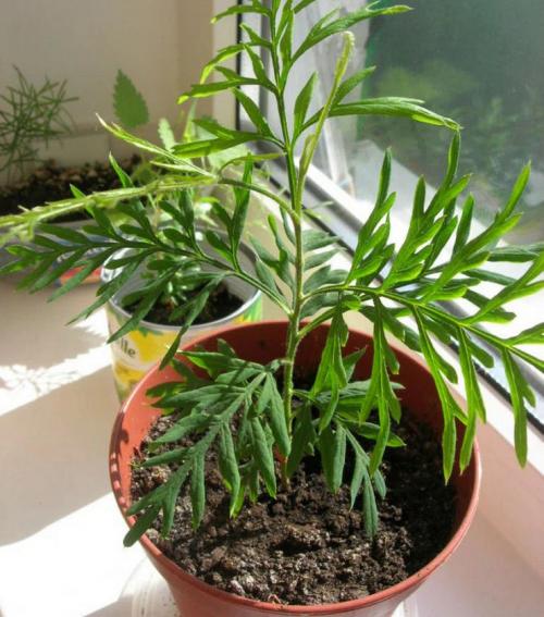 Гревиллея можжевеловая. Гревиллея