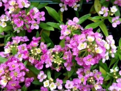 Лобулярия морская. Сорта и виды