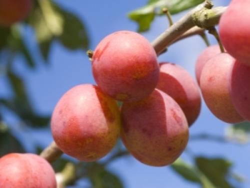 Гибрид из абрикоса и сливы название. Гибриды сливы, абрикоса и персика: названия и описание новых фруктов