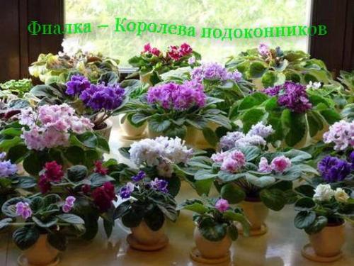 Почему у фиалки цветы под листьями. 