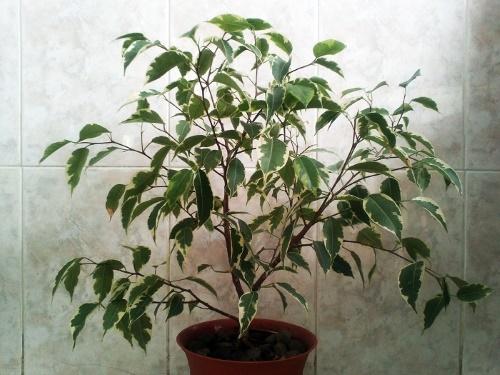 Как сделать пышную крону для фикуса Бенджамина. Как обрезать фикус Бенджамина: способы формирования кроны