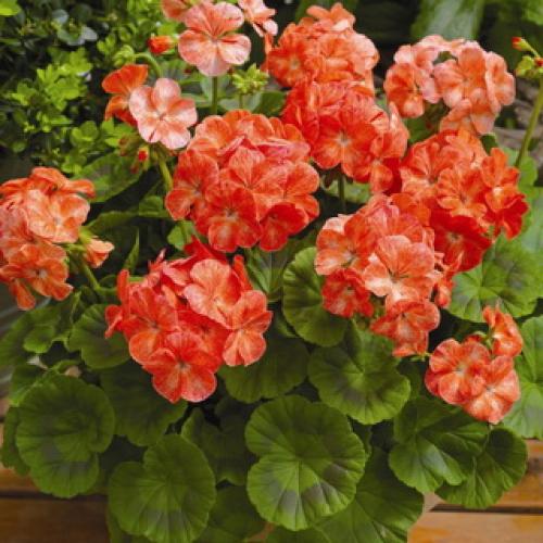 Герань садовая красно-бурая. Садовая герань в ландшафтном дизайне участка (с фото)