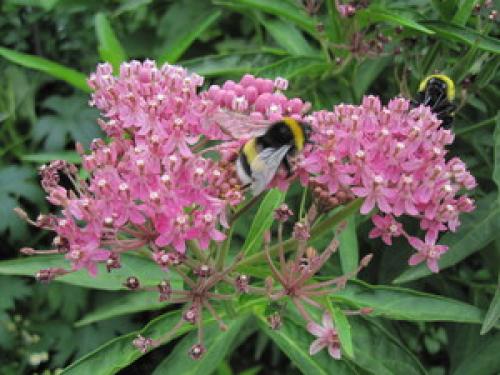 Ваточник – красивый многолетник и отличный медонос