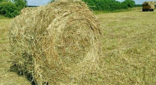 Семена вика бобовых культур. Сочная трава вика — полезный корм и симпатичное растение