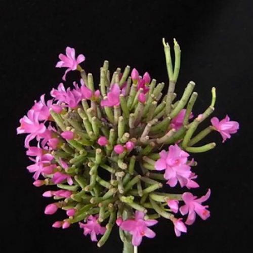 Хатиора розовая. Виды хатиоры и фото комнатного цветка в период цветения