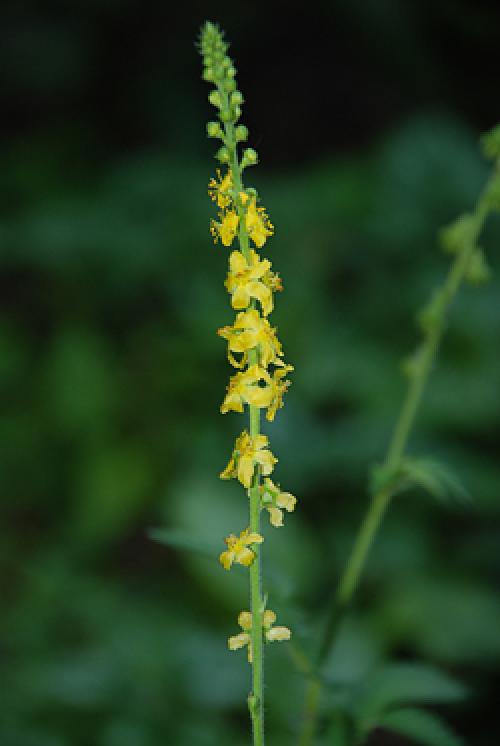 Репешок душистый. Репешок - Приворот-трава в вашем саду