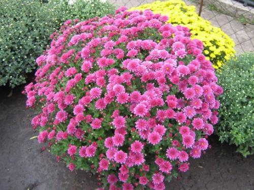 Сорта хризантем крупноцветковых. Корейские хризантемы, сорта и их описание