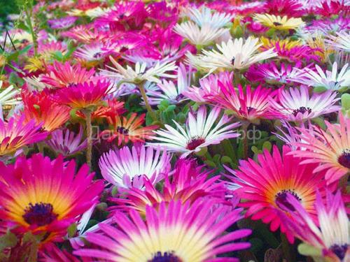 Мезембриантемум хрустальный хрустальная трава. Разновидности