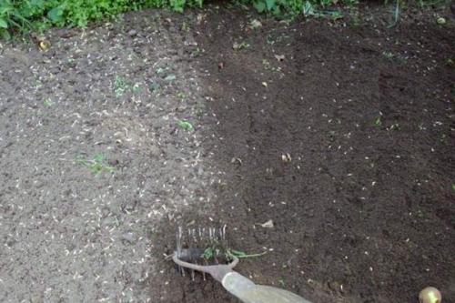 Семена вика бобовых культур. Сочная трава вика — полезный корм и симпатичное растение